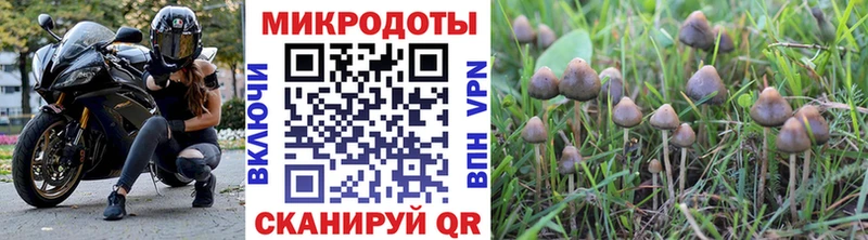 Псилоцибиновые грибы Psilocybine cubensis  Усть-Джегута 