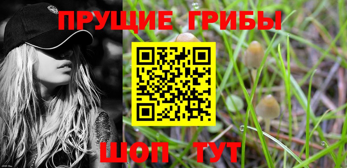 Усть-Джегута  Псилоцибиновые грибы MAGIC MUSHROOMS  купить закладку  Вход с VPN 